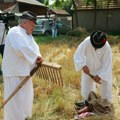 U Sajanu kod Kikinde održane žetelačke svečanosti: Predstavljanje starog načina života na selu