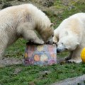 "Krzno im je gusto i nije im lako": Čuvari prihvatilišta za životinje kod Prištine pomogli medvedima da se rashlade usled…