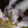 U Srbiji zaustavljeno širenje afričke svinjske kuge