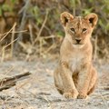 Protiv Subotičanke koja je držala mladunče lava biće podnete krivične prijave, držala još zabranjenih životinja