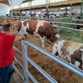 Jablan, Beliša i Robi atrakcija Poljoprivrednog sajma (FOTO)