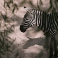 (Video) Pojavio se novi snimak bega zebre u beogradskom Zoo Vrtu Pogledajte kako je radnici jure, a posetioci se sklanjaju