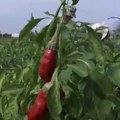Gajenje začinske paprike u Srbiji donosi visoke prinose: Ovi delovi zemlje naširoko poznati po vrhunskom kvalitetu i izvozu na…