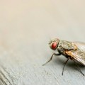 Revoluciju u hirurgiji mogla bi da donese specifična veština insekta
