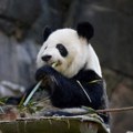 Panda diplomatija ponovo na sceni: Kina šalje novi par pandi u SAD