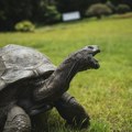 Kornjača Džonatan ima 194 godine, a naučnici su u njegovom DNK otkrili nešto neverovatno: Tu bi mogla da se krije tajna…