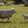 Bugarska dobila prvu ovčarsku akademiju