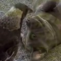 Neobično prijateljstvo: Kad svraka umisli da je pas /video/