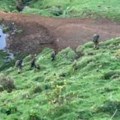 Pre tri godine nestao otac sa dvoje dece, sada su snimljeni usred divljine: Šta su radili tamo? Zastrašujuća i uznemirujuća…