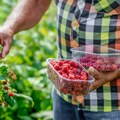 Najplaćeniji sezonski poslovi ove godine, dnevnice i do 5.000 dinara: Mogu i maloletnici da rade