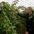 Aleksandrovim malinama ni sneg ni mraz ne mogu ništa: Ariljac crveno zlato prodaje i do 2.500 dinara po kilogramu