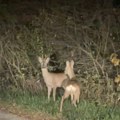 (Video) Pokraj magistrale ugledao je uplašenu srnu – njen pogled nije mu dao da ode: obična vožnja pretvorila se u dirljivu…