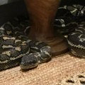 Ноћна мора: Аустралијанка се пробудила са питоном на грудима