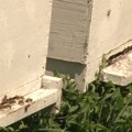 Oprez prilikom prskanja voća u cvetu: Upućen apel „ZAŠTITIMO PČELE“!