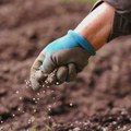 Poljoprivrednici Srbije: Mineralnih đubriva ima dovoljno, ali je skupo i rastu troškovi proizvodnje