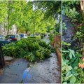 Uvertira u najavljeno nevreme: Jak vetar oborio granu u ulici Vase Stajića