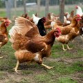 Органска производња јаја двоструко штетнија за животну средину од класичног узгоја