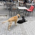 Psi napadaju ljude na šetalištu, gosti u lokalima ne mogu na miru da jedu
