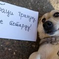 Mamili psa koricom hleba da bi mu u usta stavili petardu: Dečaci u Kragujevcu uhvaćeni usred stravičnog čina