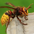 Azijski stršljenovi napravili haos po Evropi! Ubijaju pčele, poslanici EP zabrinuti, insekti doveli do pada proizvodnje meda!