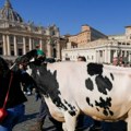 Farmeri poklonili papi kravu: Poljoprivrednici došli traktorima na trg Svetog Petra u Vatikanu