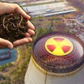 Crvi iz Černobilja razvili supermoć! Naučnici jedva pokušali da objasne: "Žive svuda i brzo, ne verujemo kako je to…