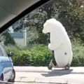 VIDEO: Polarni medved se na trotinetu provozao novosadskim ulicama