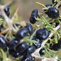Pazarci posadili biljku koju beru pincetom i očekuju odličnu zaradu