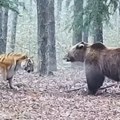 Otkriveno ko je jači Medved ili tigar? (video)