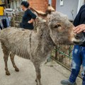 Spašen još jedan život: Magare iz Kruševca dobilo novi dom kod Boljevca