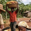 Cena čokolade raste! Uzgajivači u Africi bez prihoda: Stotine hiljada čekaju isplate