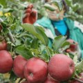 Posle tri teške godine, voćnjaci se bude: Bez mraza na vidiku, raste nada u dobar rod