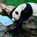 Tajpej: panda Juanbao proslavila šesti rođendan