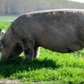 Velkovski: Nema leka protiv afričke kuge svinja ali su ljudi bezbedni