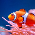 Životinje: 'Nemo' se smanjuje usled zagrevanja okeana - alarm za uzbunu