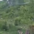 Vuk usred bela dana došetao do kuća: Meštani prijepoljskog sela u šoku: "Nisam mogao da verujem, samo se pojavio ispred…