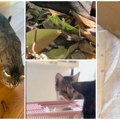 Kendi dobila ime, dom i ljubav! A vlasnici donela sreću i lepe vesti! Beograđanka zavolela insekta koga se plašila celog života…