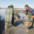 Poslednji dani kraljice Dunava: Ovo je riba duga 8 metara, veća je od bele ajkule, a danas izumire zbog kavijara od 20.000 evra…