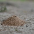 Uništavaju vam travnjak i tiho prave kolonije pod zemljom: 5 potpuno prirodnih načina da zauvek uklonite mravinjake iz dvorišta…