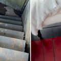 Razgledao je iznajmljeni smeštaj i pronašao skrivene stepenice: Narednog jutra usledio je još veći šok