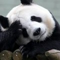 Životinje: Kako su 'rok zvezde' pande ostale bez ljubavne priče