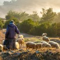 Niko neće da čuva ovce za 2.000 evra Izumiranje pastira i sela