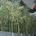 U Krčedinu gajio marihuanu: Zaplenjene mu biljke, oprema i digitalna vagicica