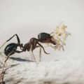 Trik koji će vam pomoći da se oslobodite mrava u kući na zdrav način