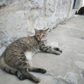 Mačka se izležavala na ulici gde su je turisti "gnjavili", kako bi se spasila od njih pobegla u policiju (foto)