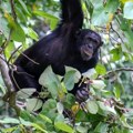 Životinje: Šimpanze same leče sebe biljkama