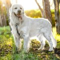 Pet najčešćih zabluda o velikim psima