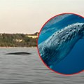 Ogromna morska zver ponovo snimljena u Jadranu: Pogledajte snimak sa pučine! Ovo je redak prizor, bio je na 50 metara (video)
