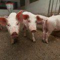 Афричка куга свиња поново у Мачви: „Држава да плати одмах и добро“
