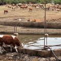 Cisterne sa pijaćom vodom dostavljene ugroženim domaćinstvima i životinjama na Suvoj planini